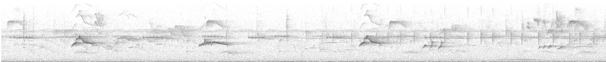 pirattyrann - ML646898017