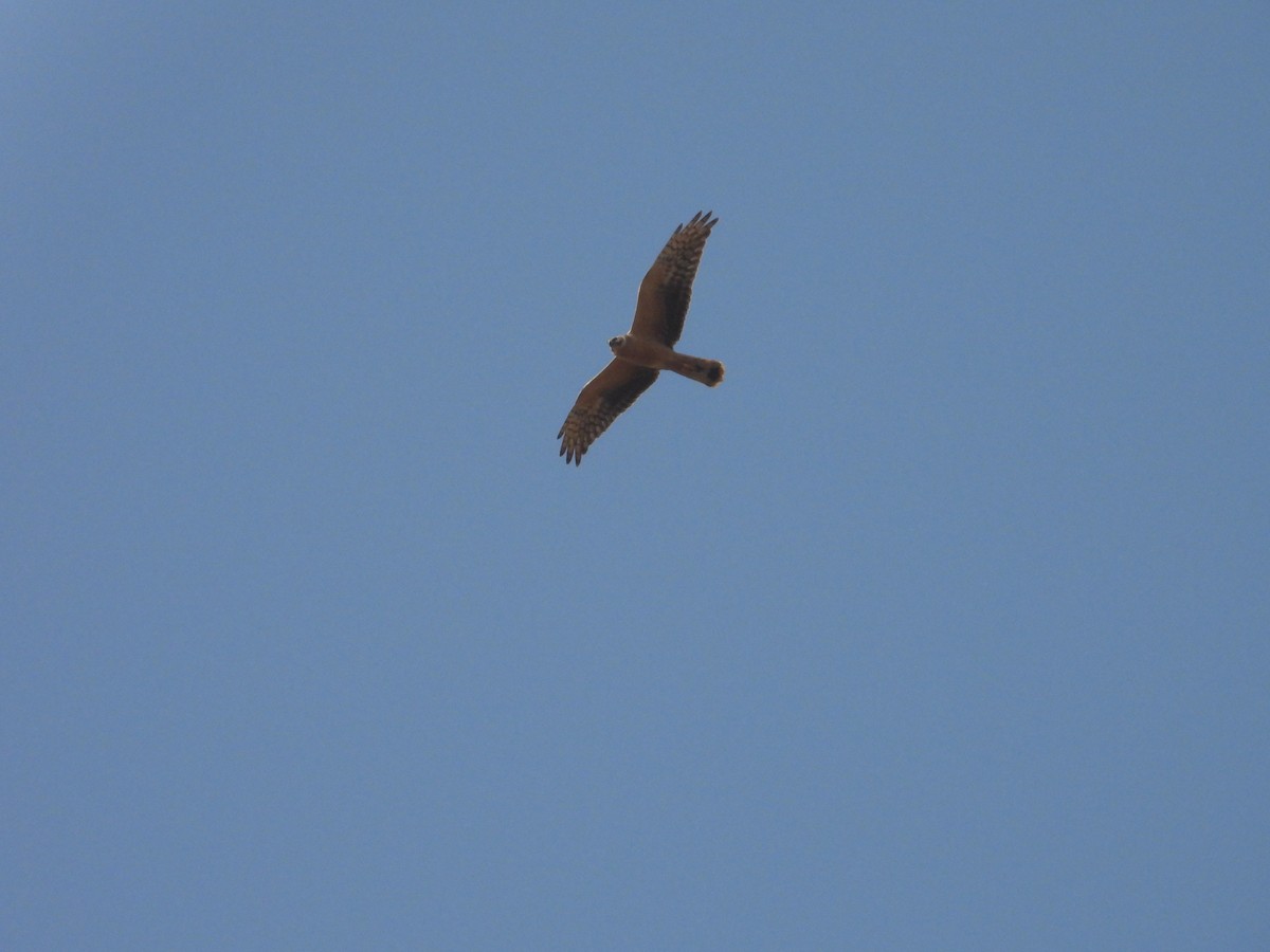 steppehauk - ML646898018