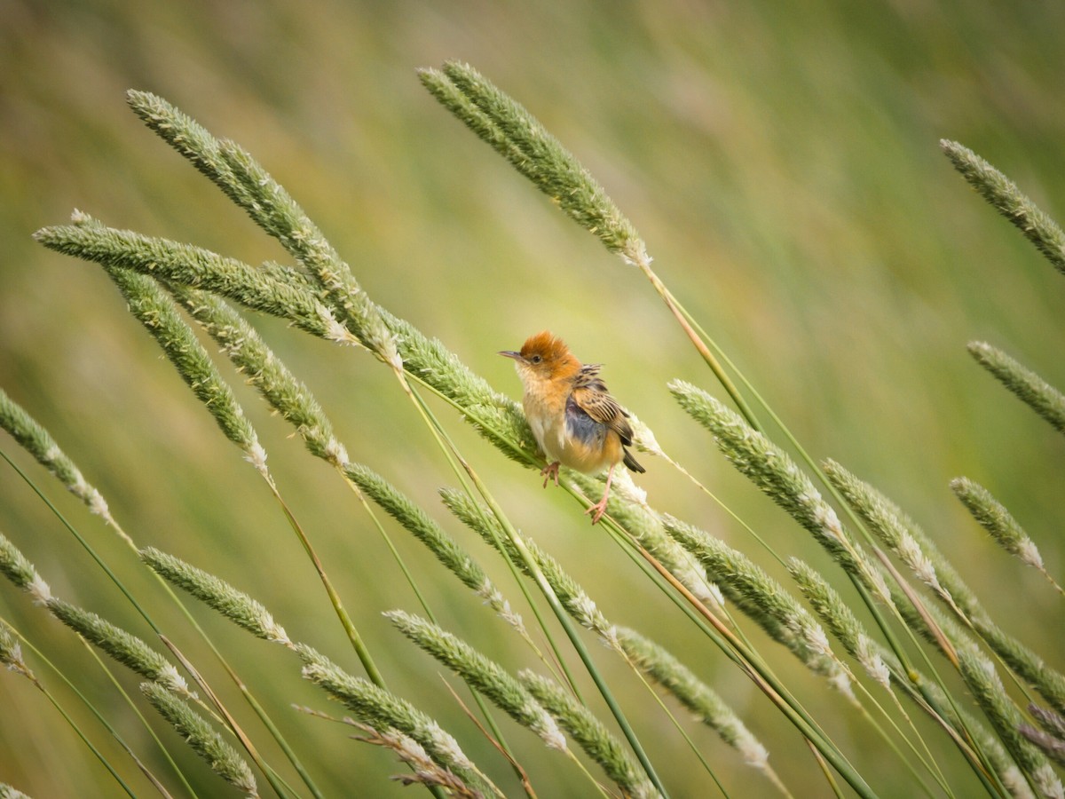 gyllengressanger - ML646898020