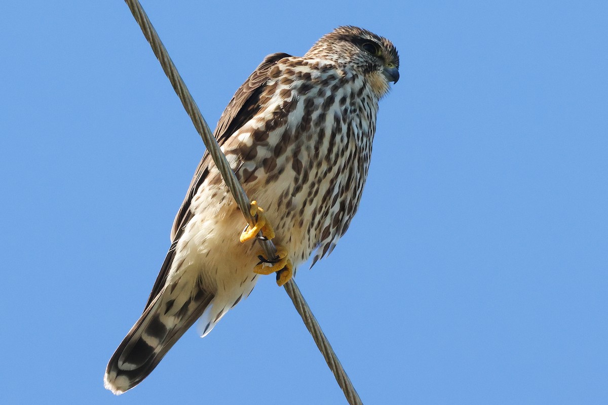 dvergfalk - ML646898021