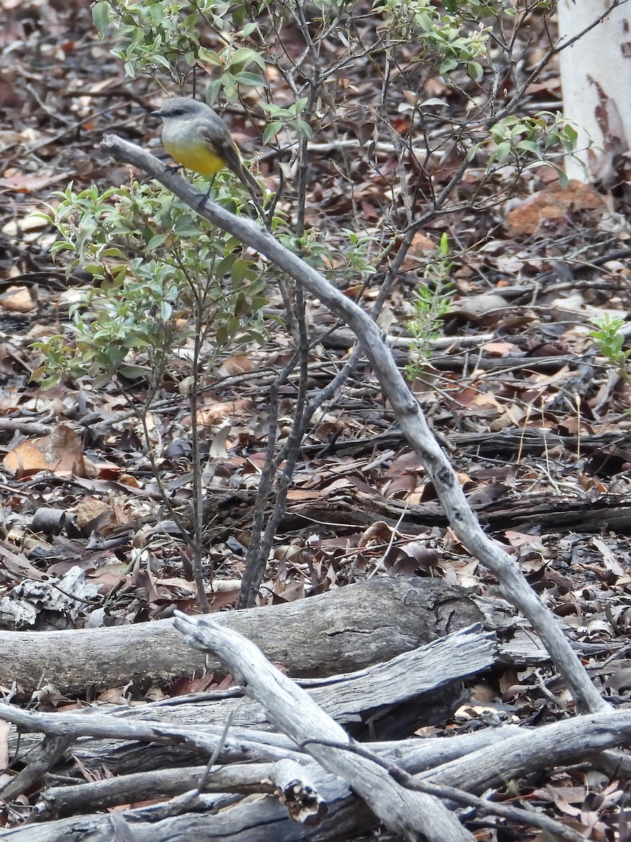 gråbrystflueskvett - ML646898022