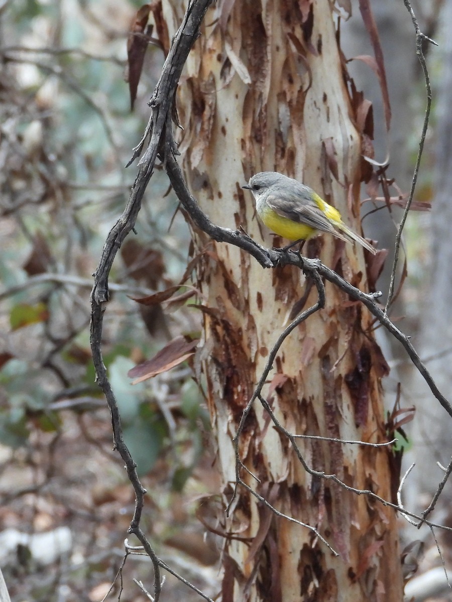 gråbrystflueskvett - ML646898023