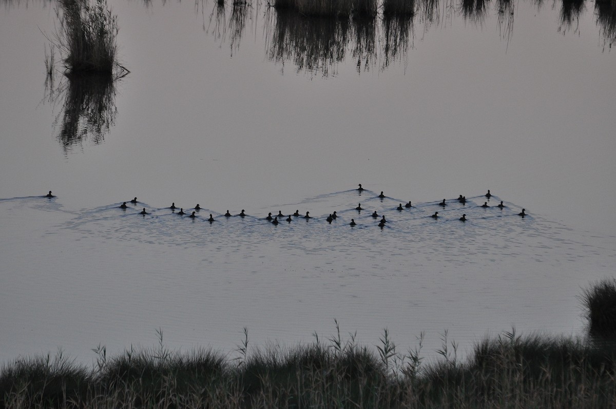 sothøne - ML646898024