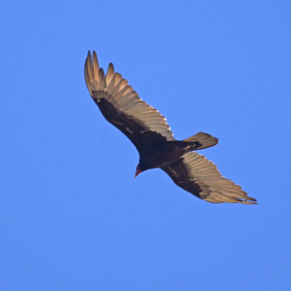 kalkunkondor - ML646898026