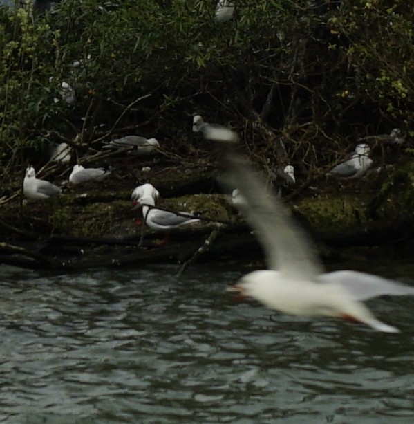 australmåke - ML646898028