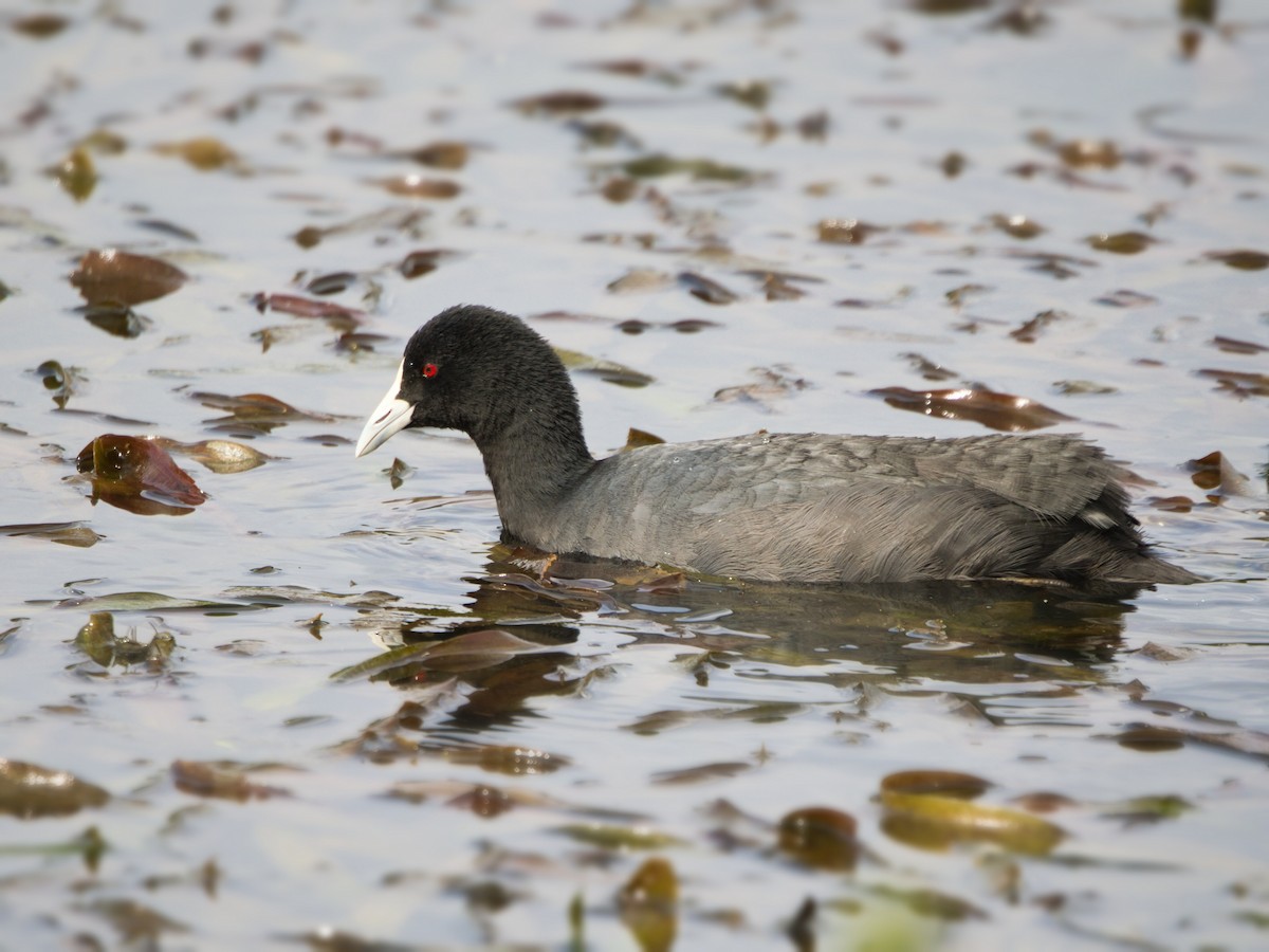 sothøne - ML646898029