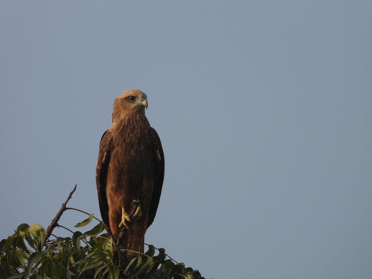 svartglente - ML646898030