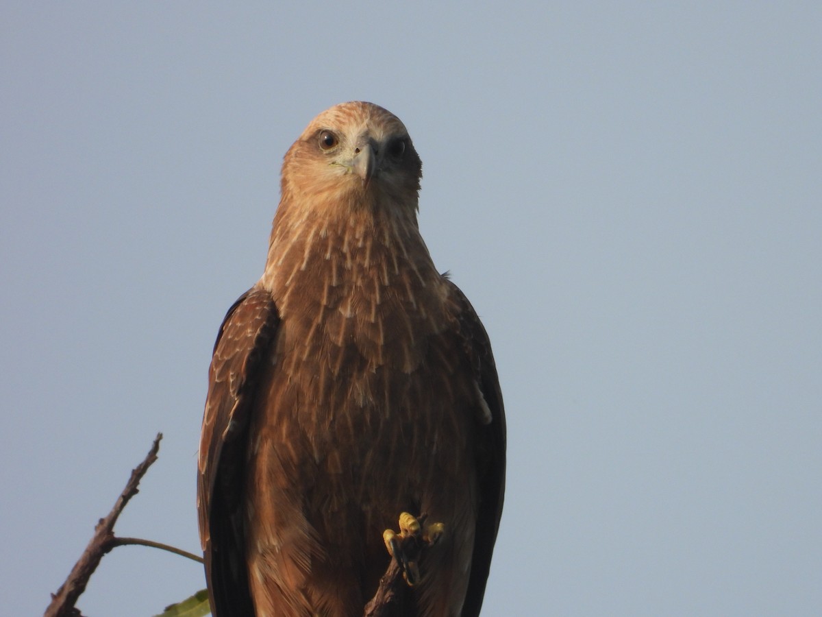 svartglente - ML646898031