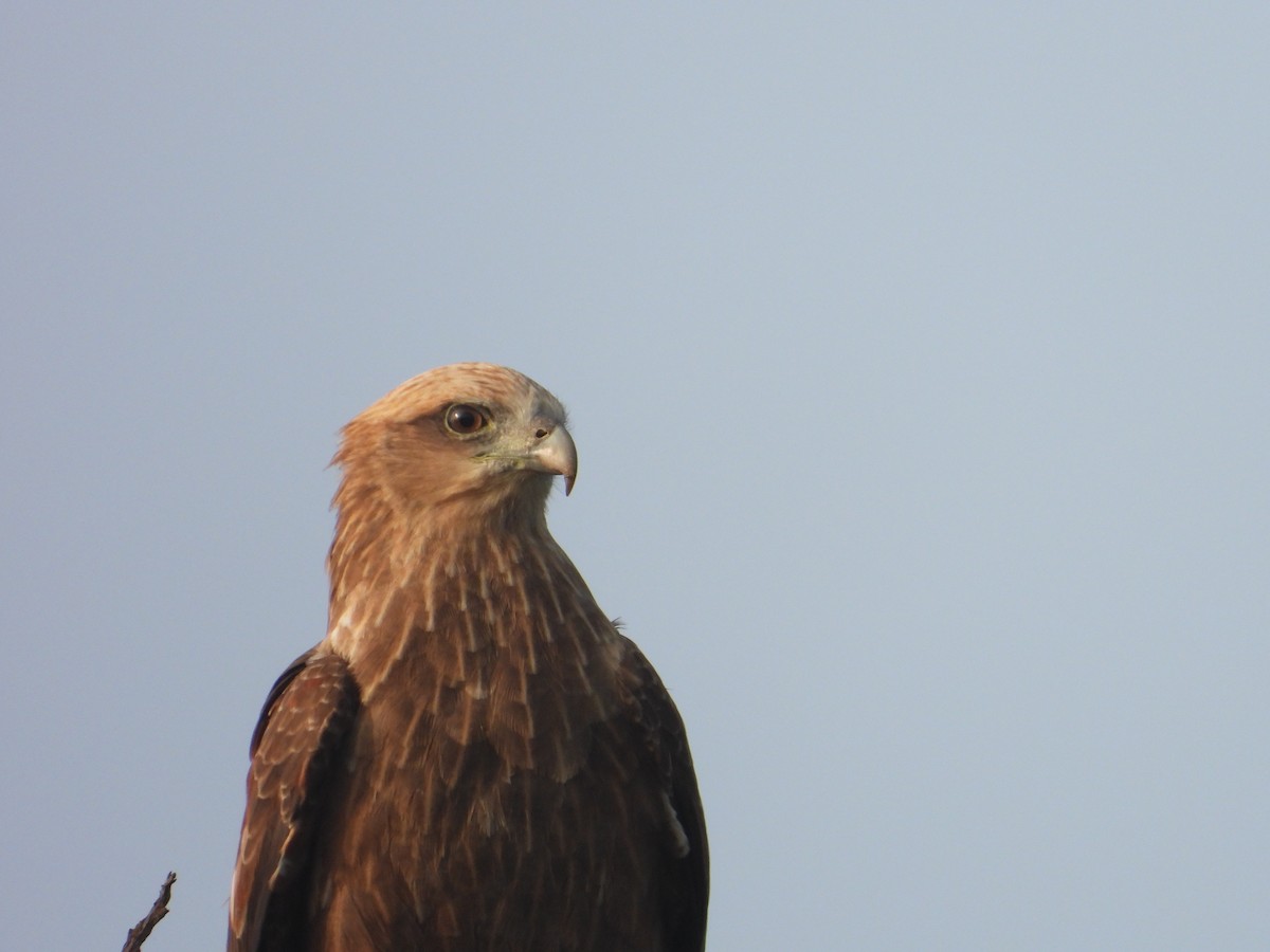 svartglente - ML646898032