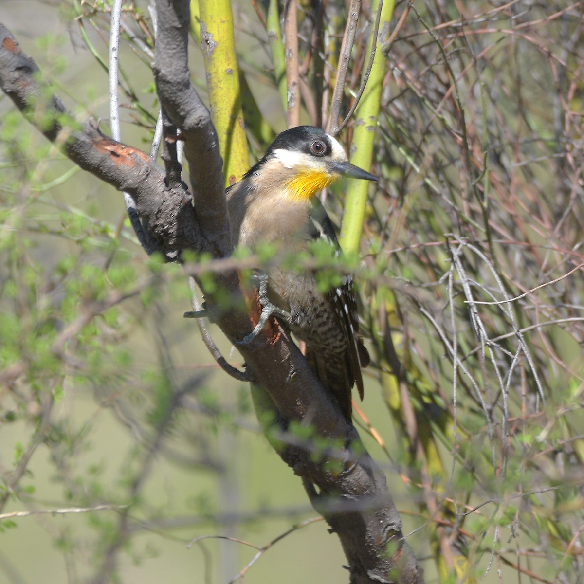 hvitpannespett - ML646898035