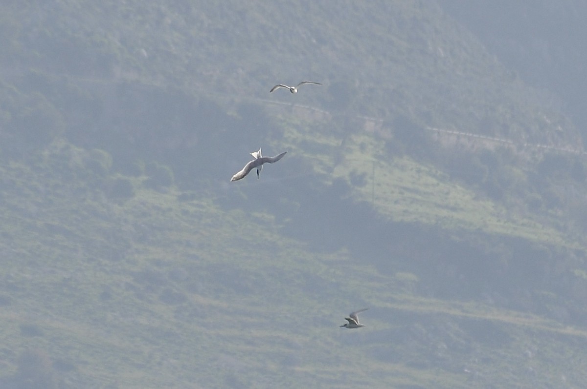 splitterne - ML646898036