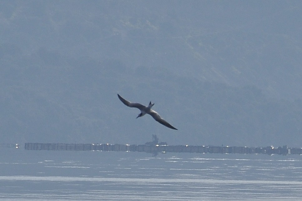 splitterne - ML646898037