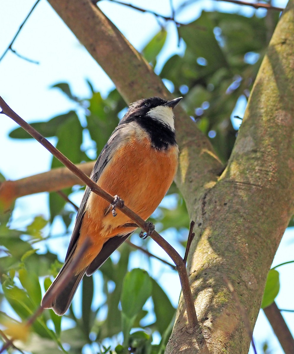 rustbukplystrer - ML646898038