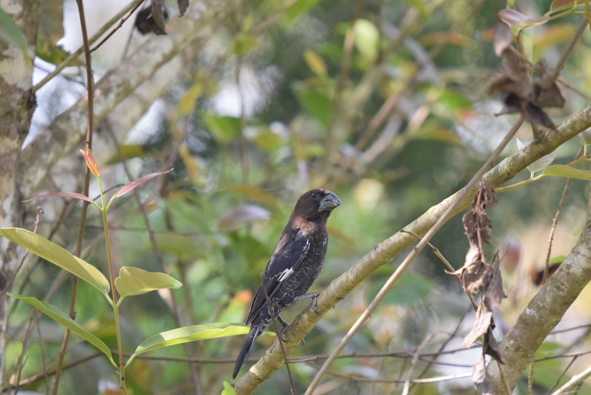 tykknebbvever - ML646898039