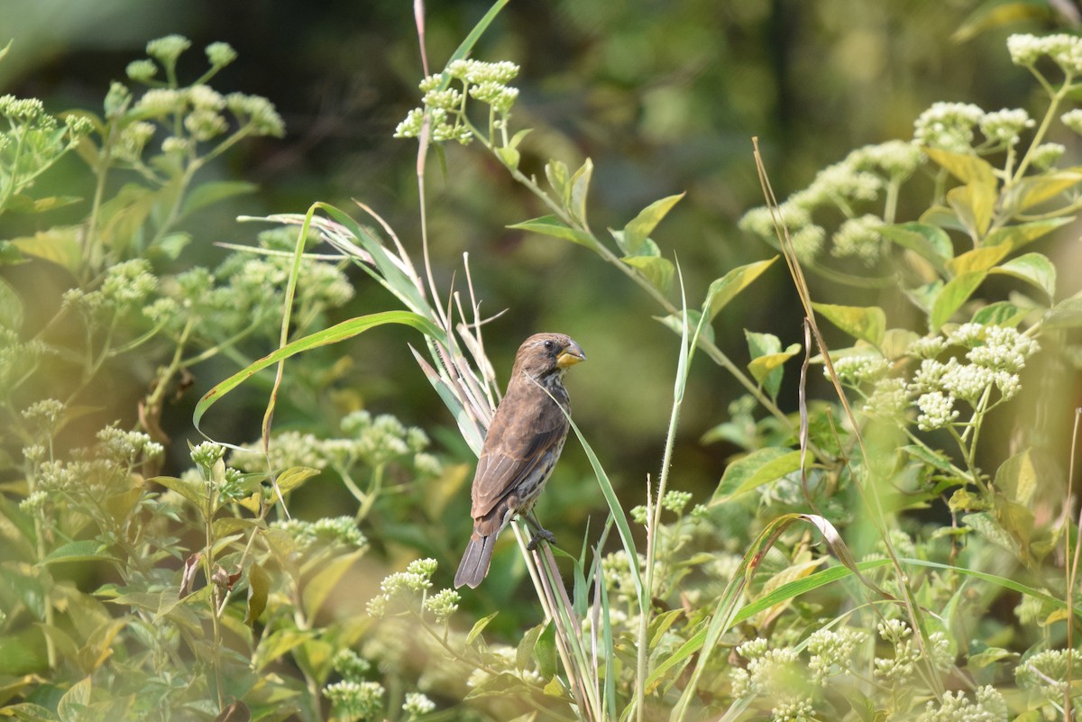Grosbeak Weaver - ML646898040