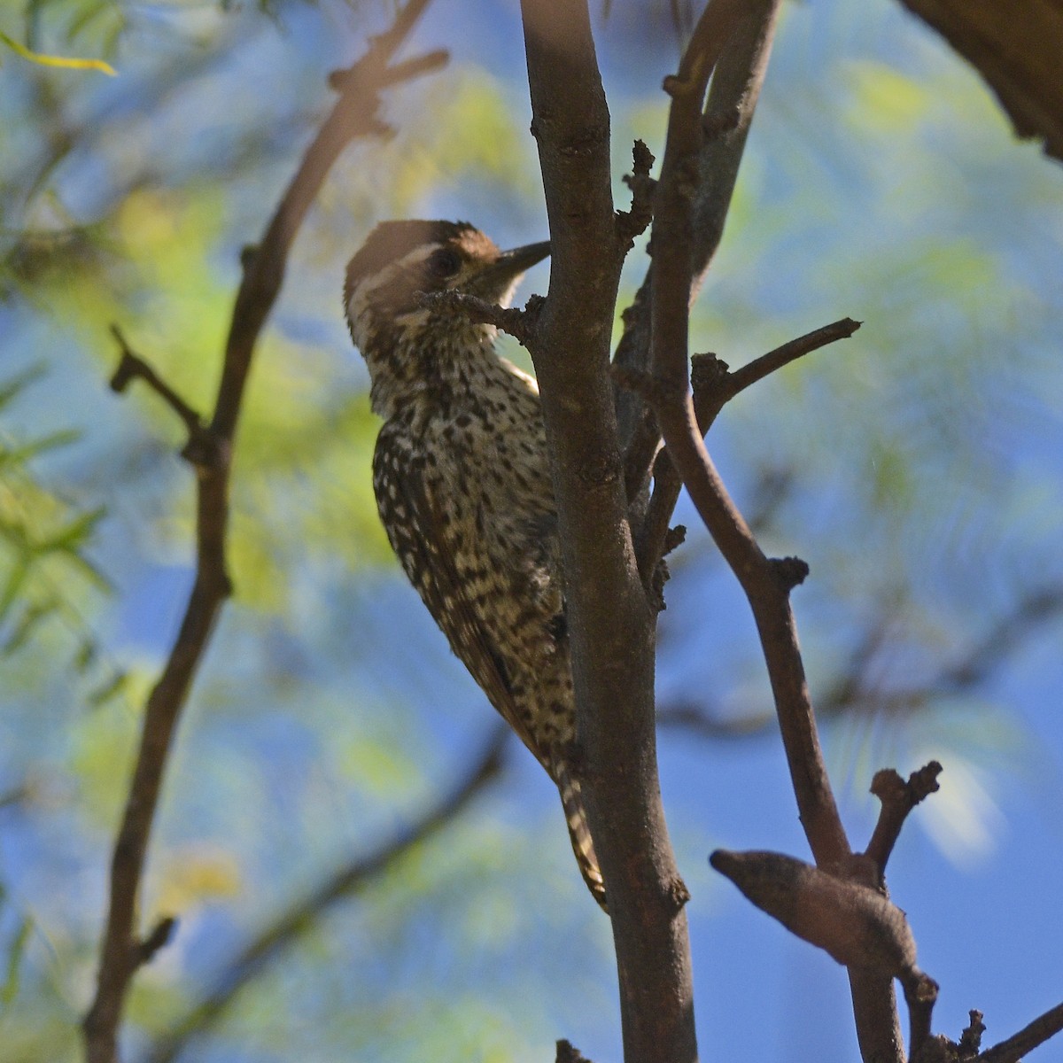 Полосатохвостый дятел - ML646898049