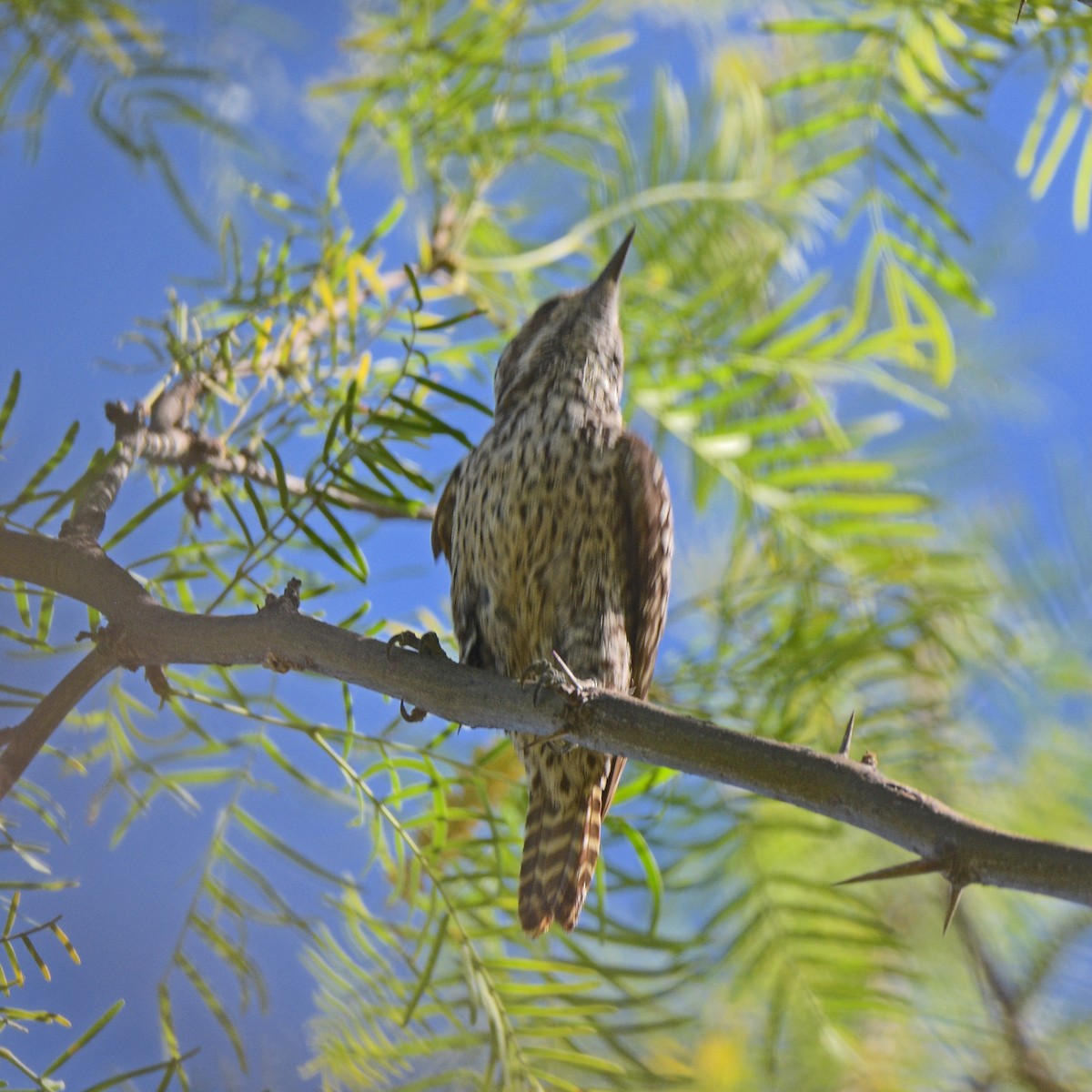 Полосатохвостый дятел - ML646898050