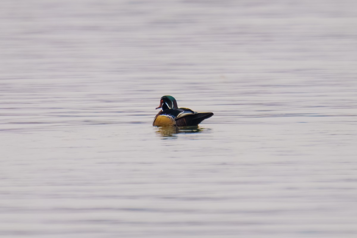 Wood Duck - ML646898051