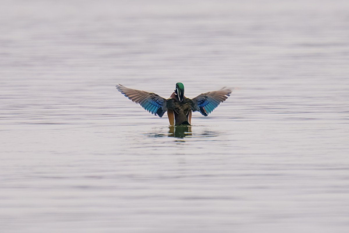 Wood Duck - ML646898052