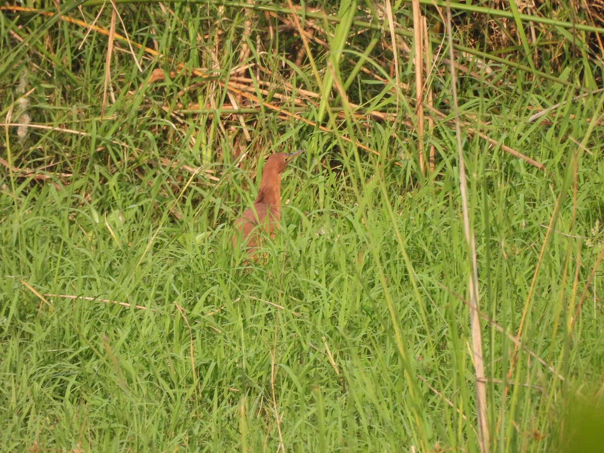 Zimtdommel - ML646898059