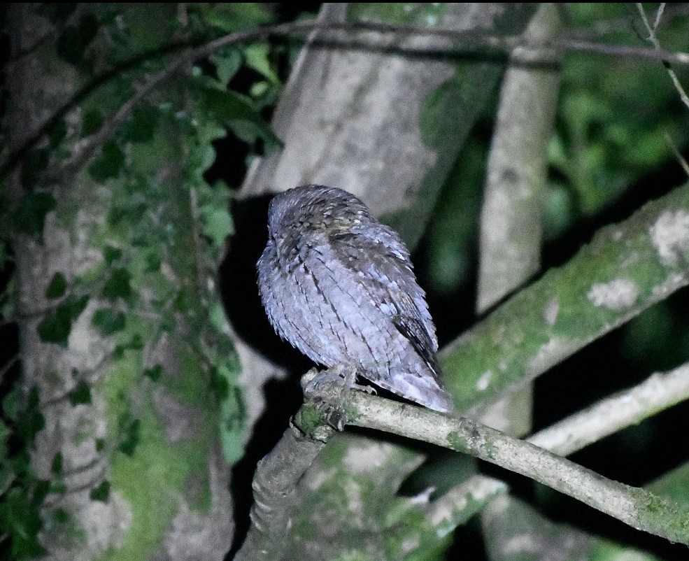 Eurasian Scops-Owl - ML646898062
