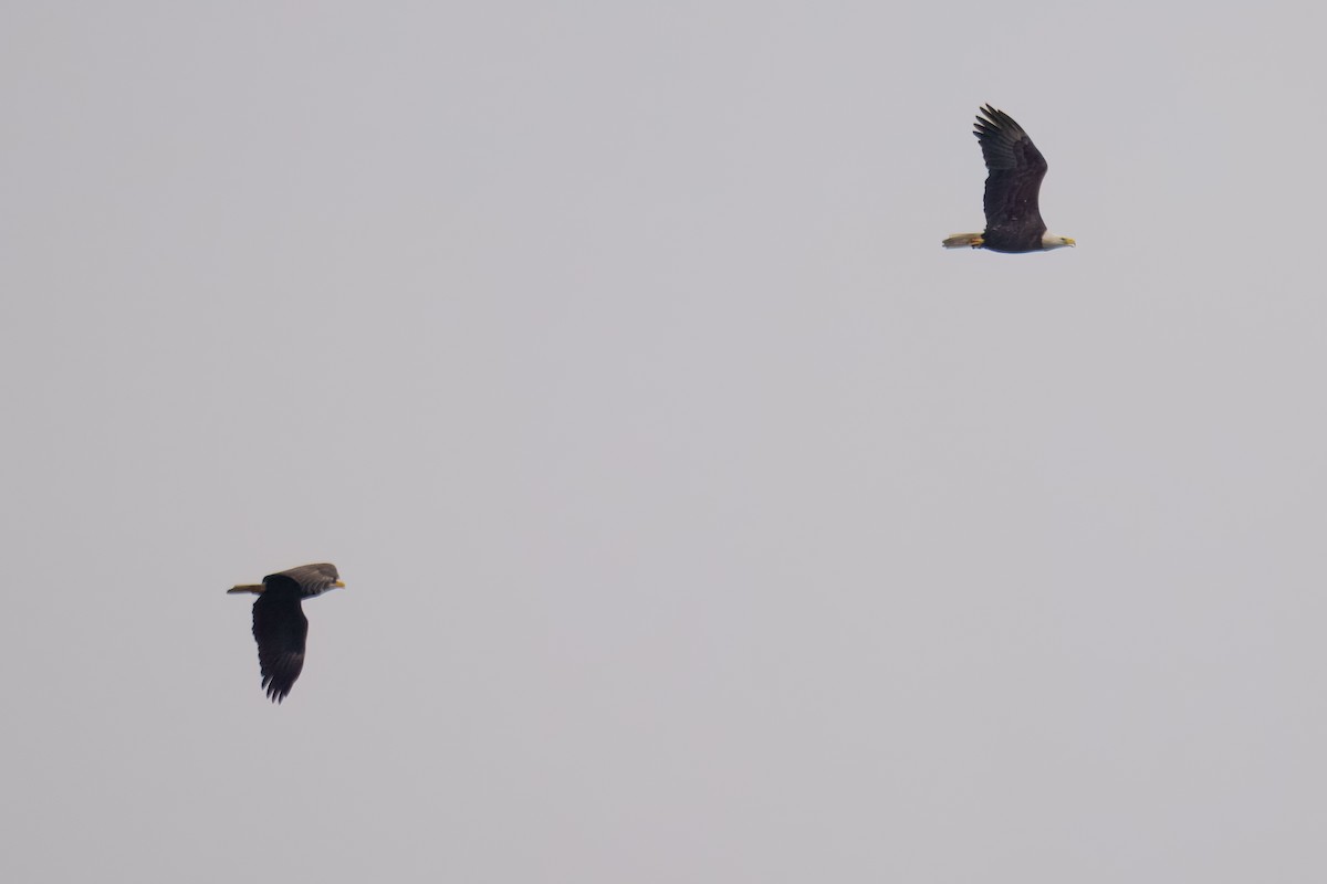 Bald Eagle - ML646898064