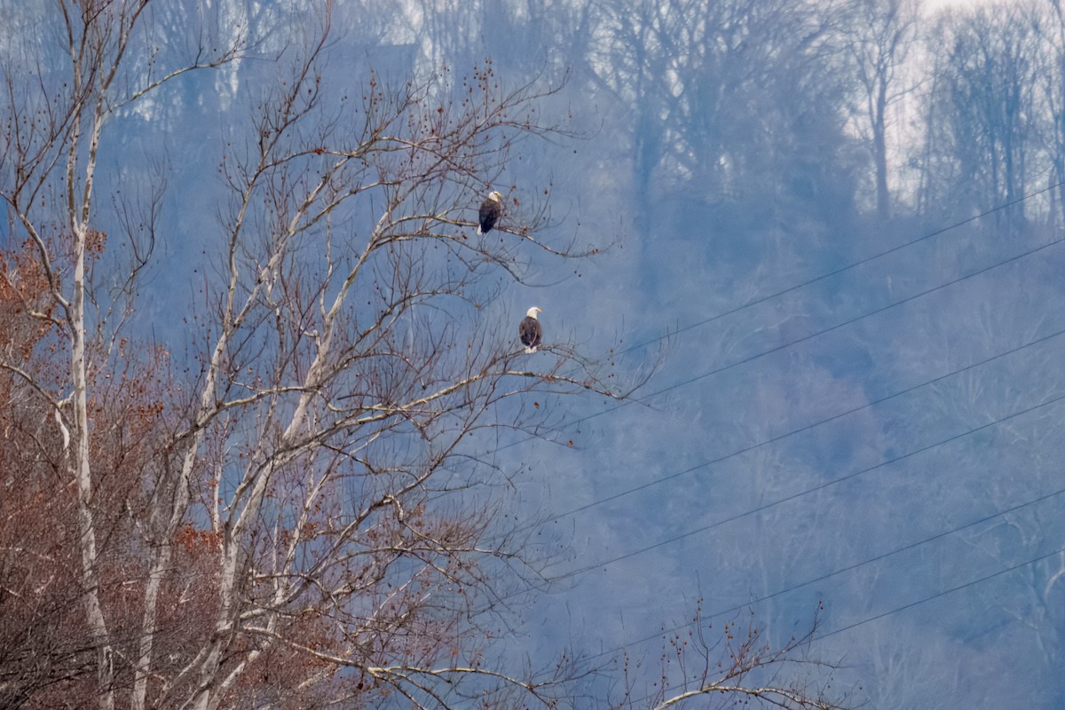 Bald Eagle - ML646898065