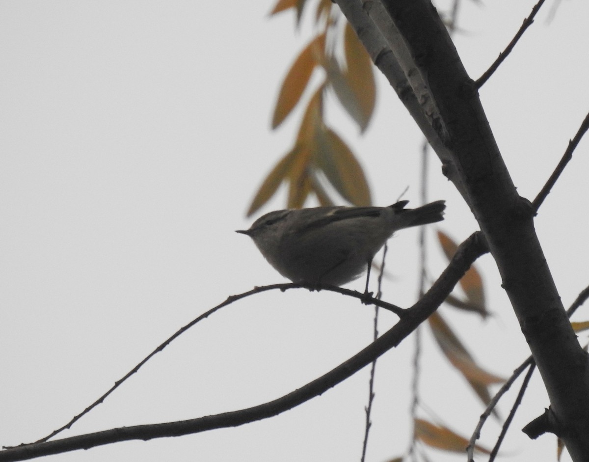 Hume's Warbler - ML646898066