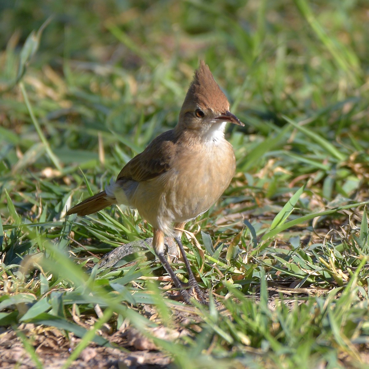 Crested Hornero - ML646898067