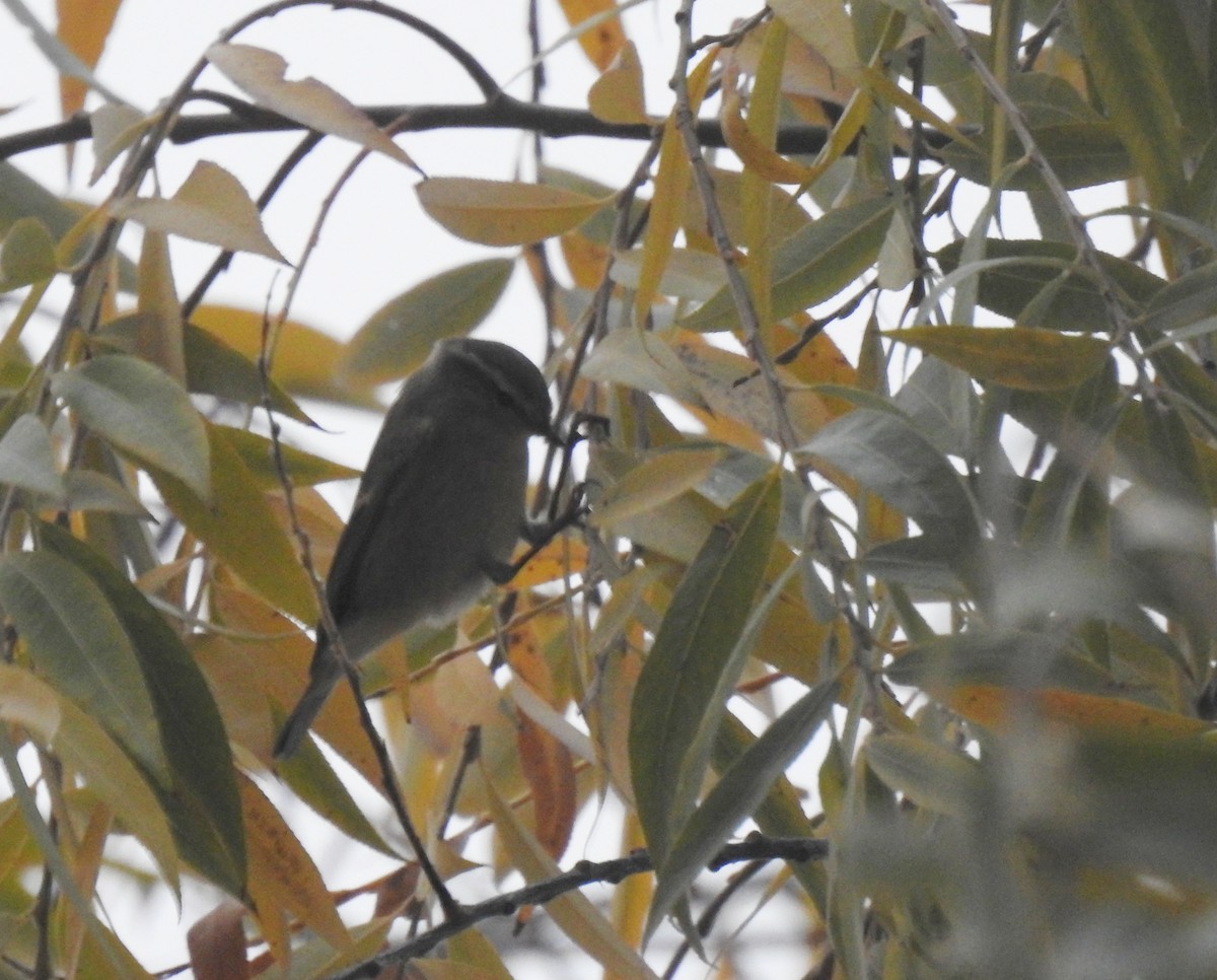 Hume's Warbler - ML646898069