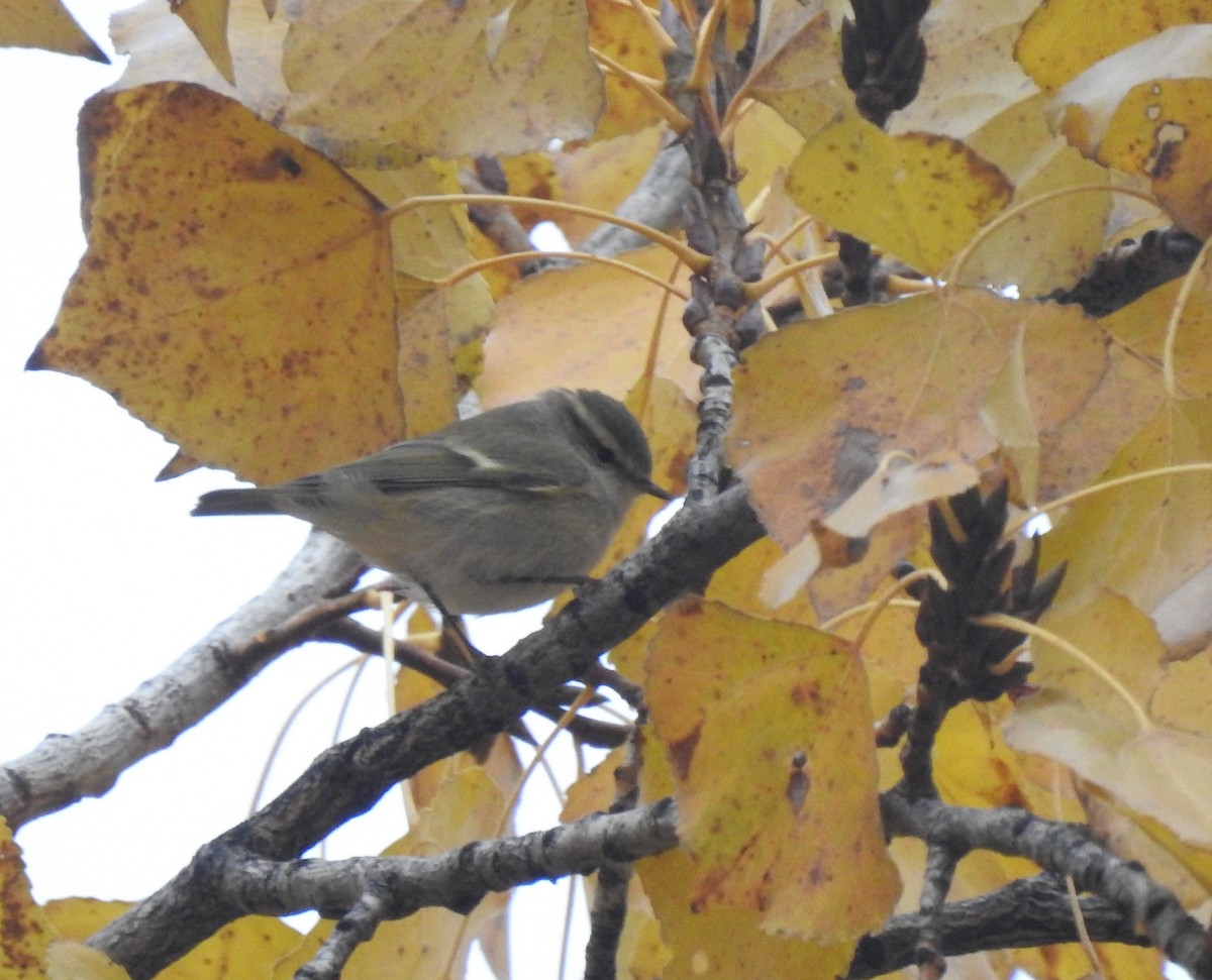 Hume's Warbler - ML646898071