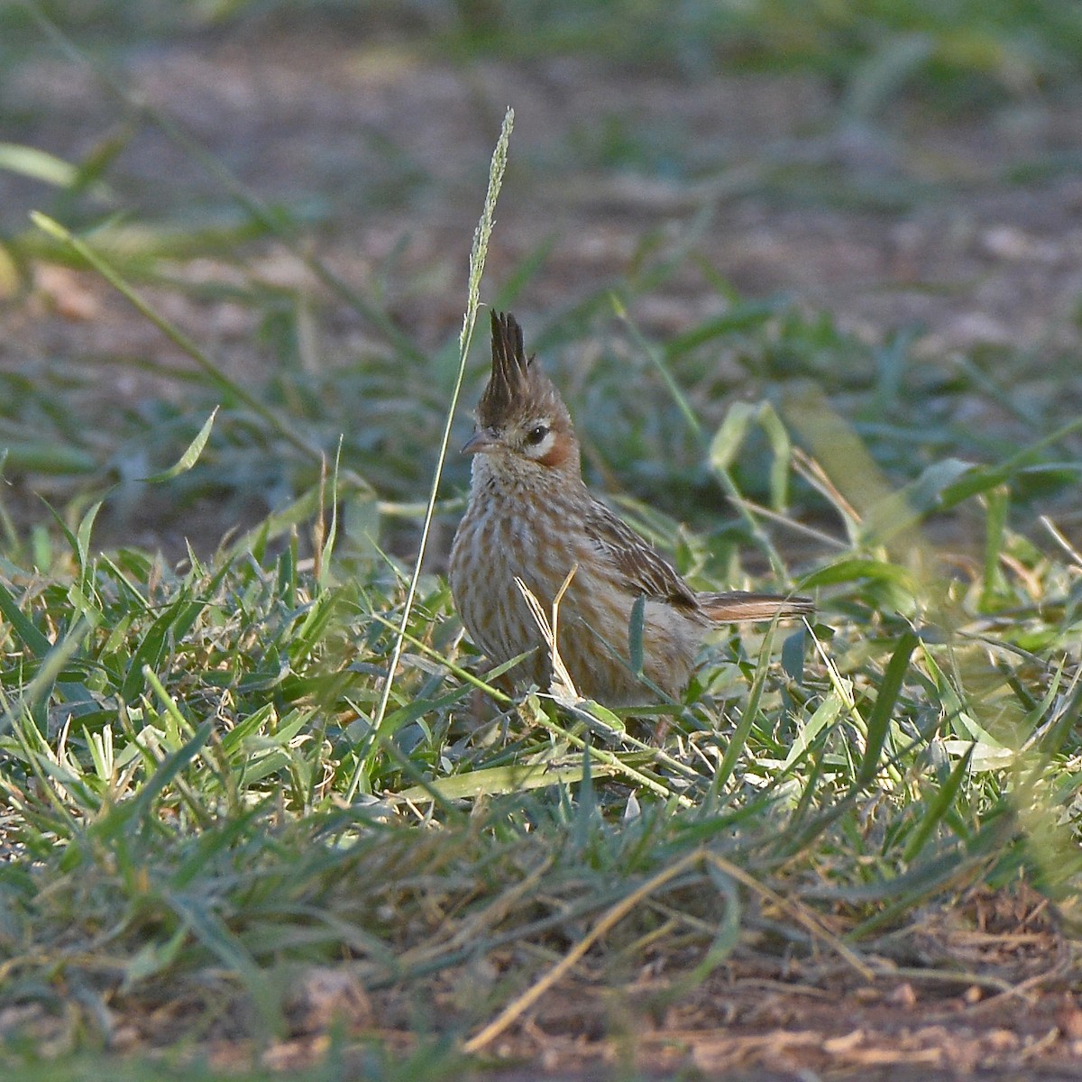 lerkekrattløper - ML646898073