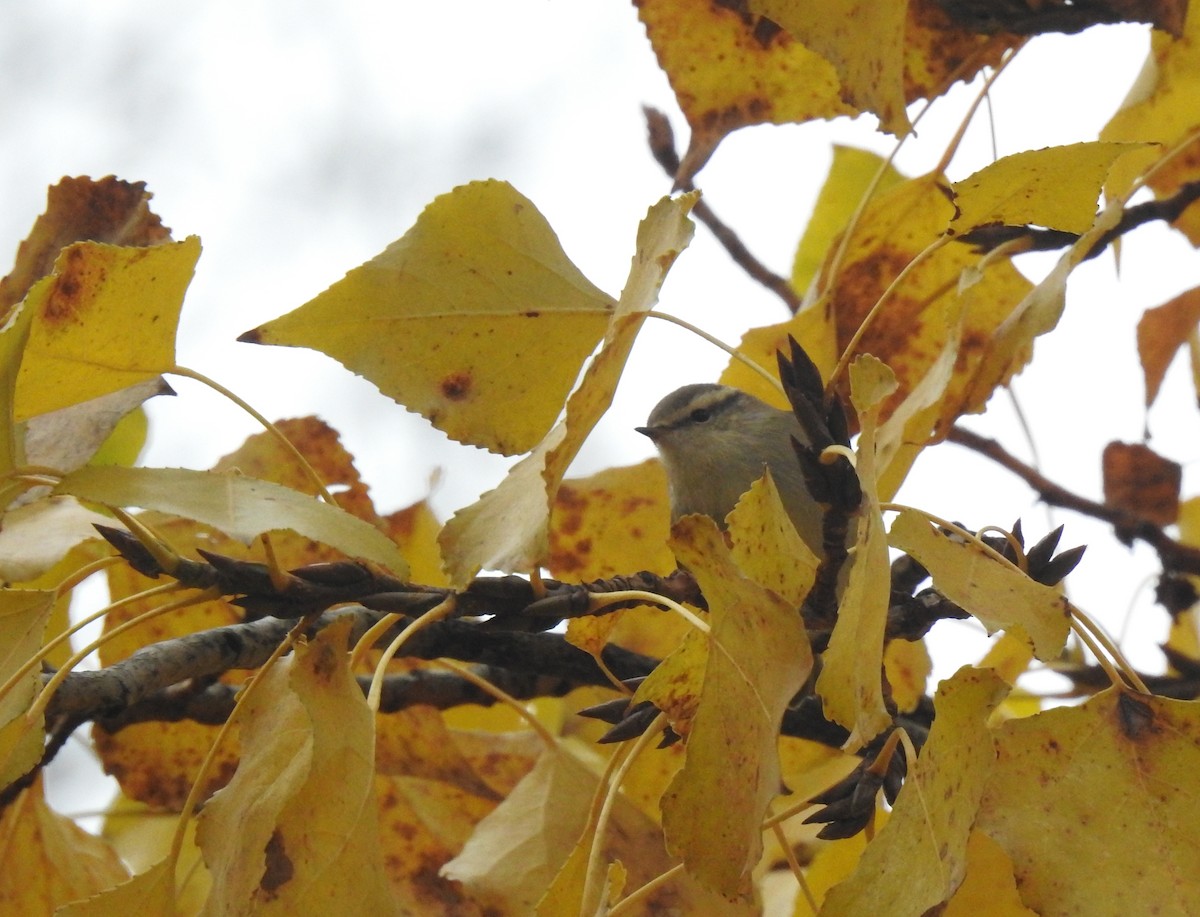 Hume's Warbler - ML646898074