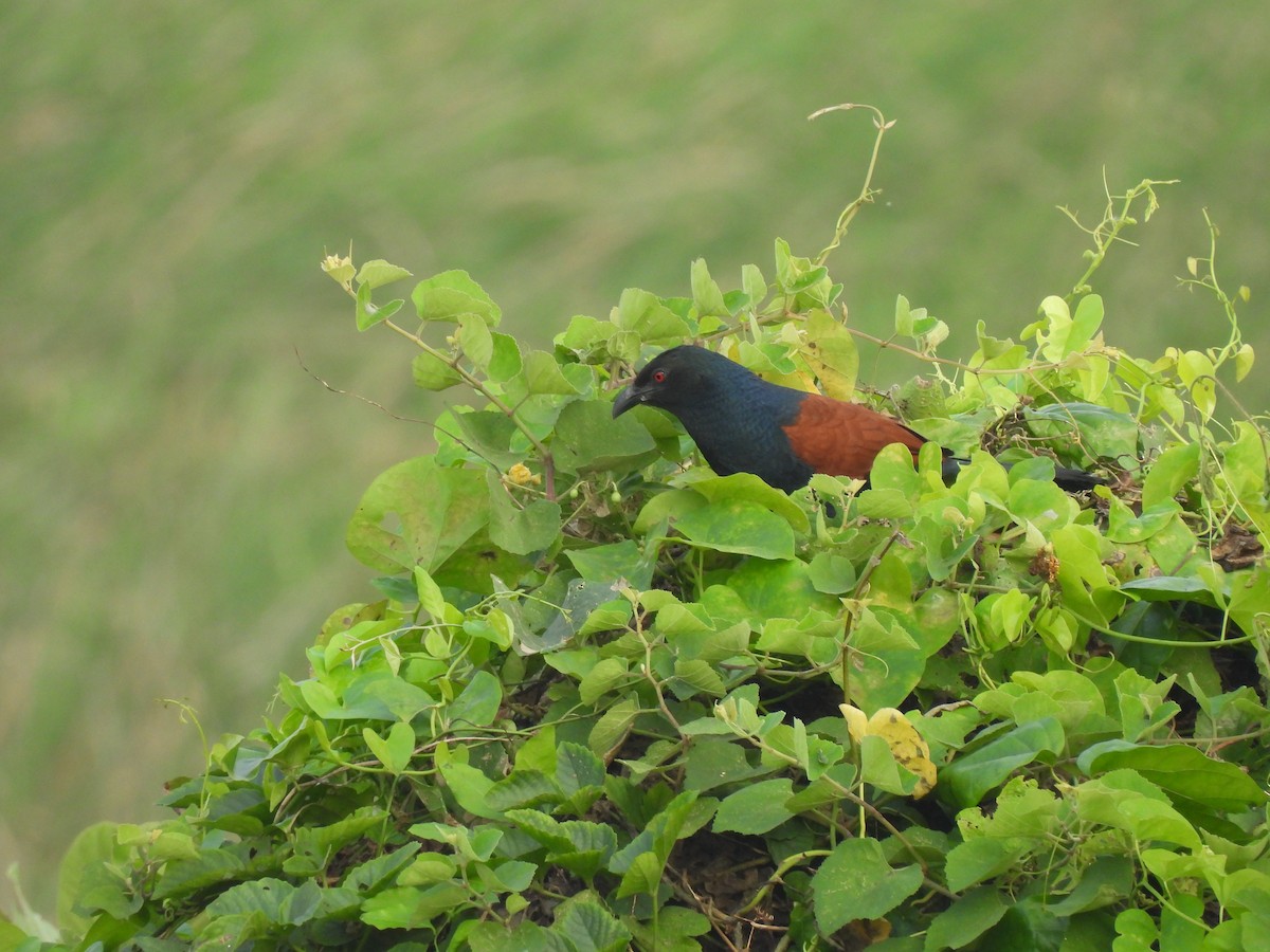 Heckenkuckuck - ML646898075