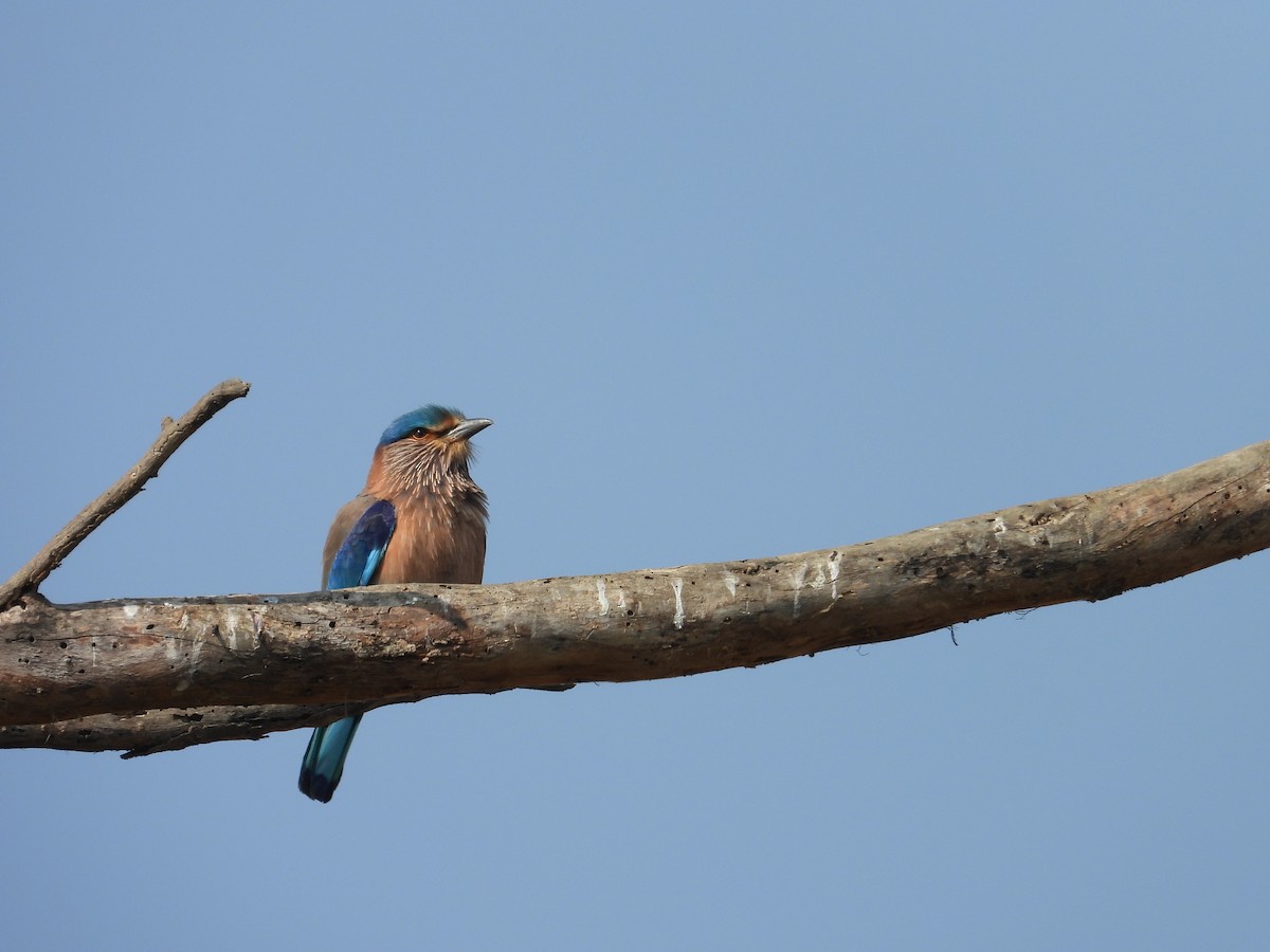 Indian Roller - ML646898076