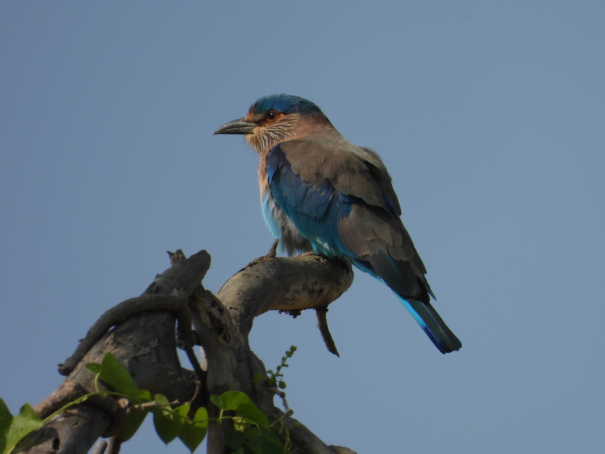 Indian Roller - ML646898077