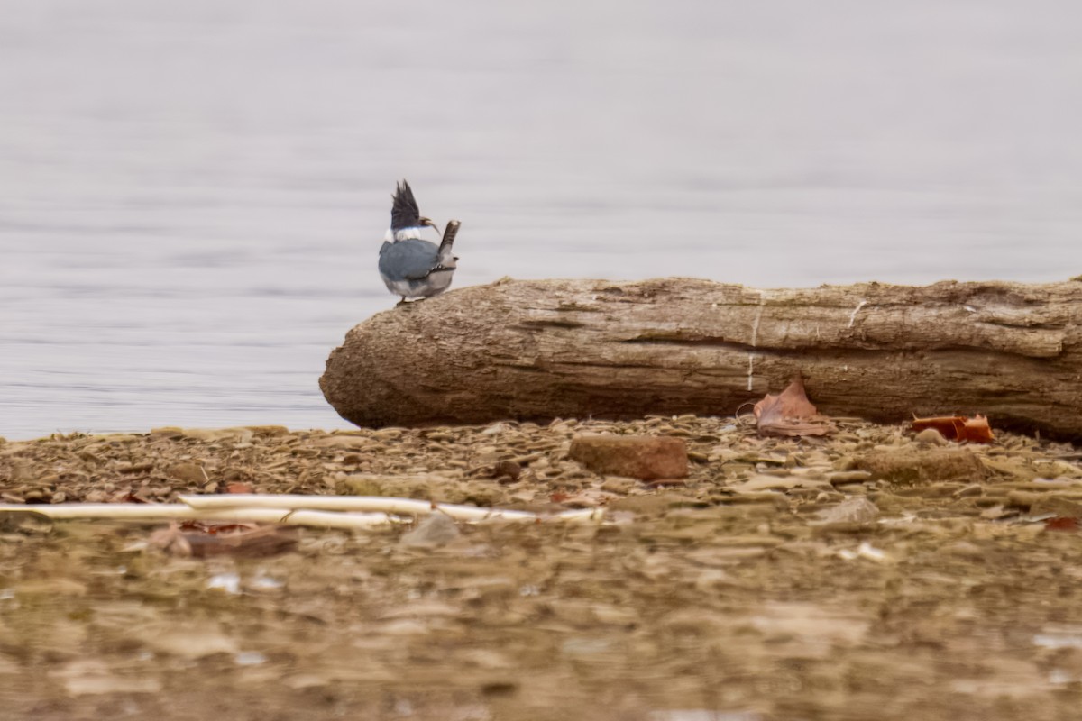 Belted Kingfisher - ML646898078