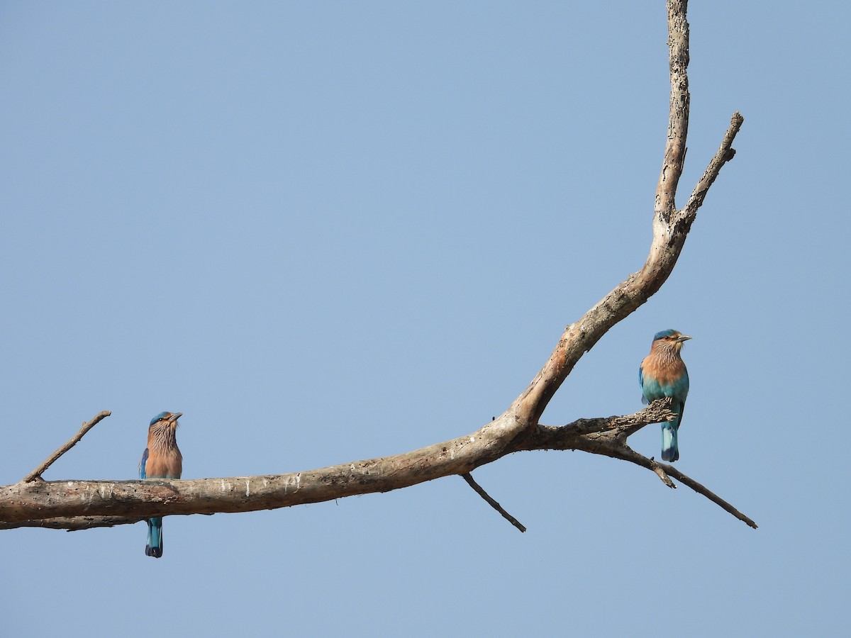 Indian Roller - ML646898079