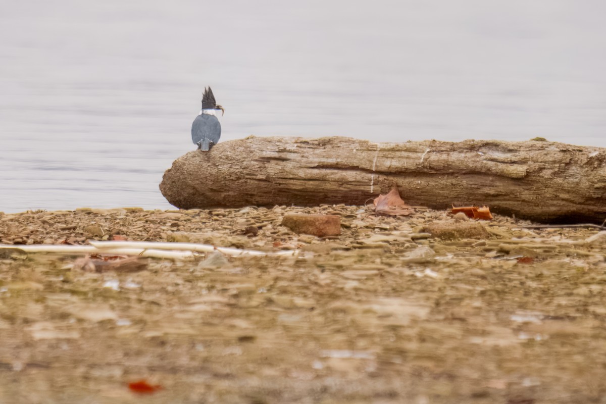 Belted Kingfisher - ML646898080