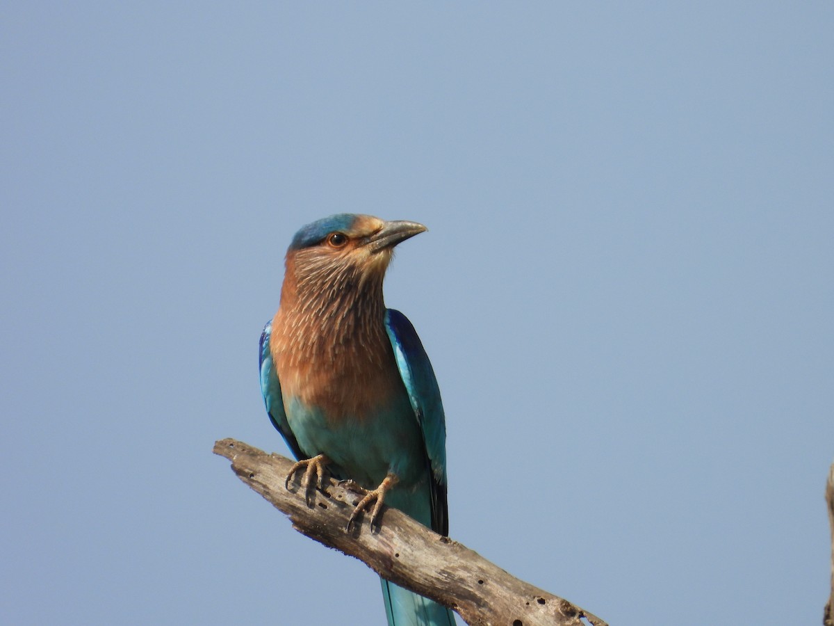 Indian Roller - ML646898081