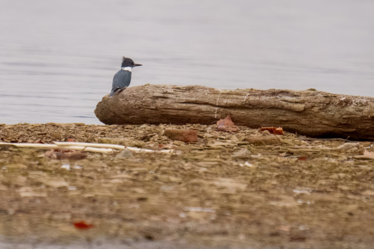 Belted Kingfisher - ML646898082
