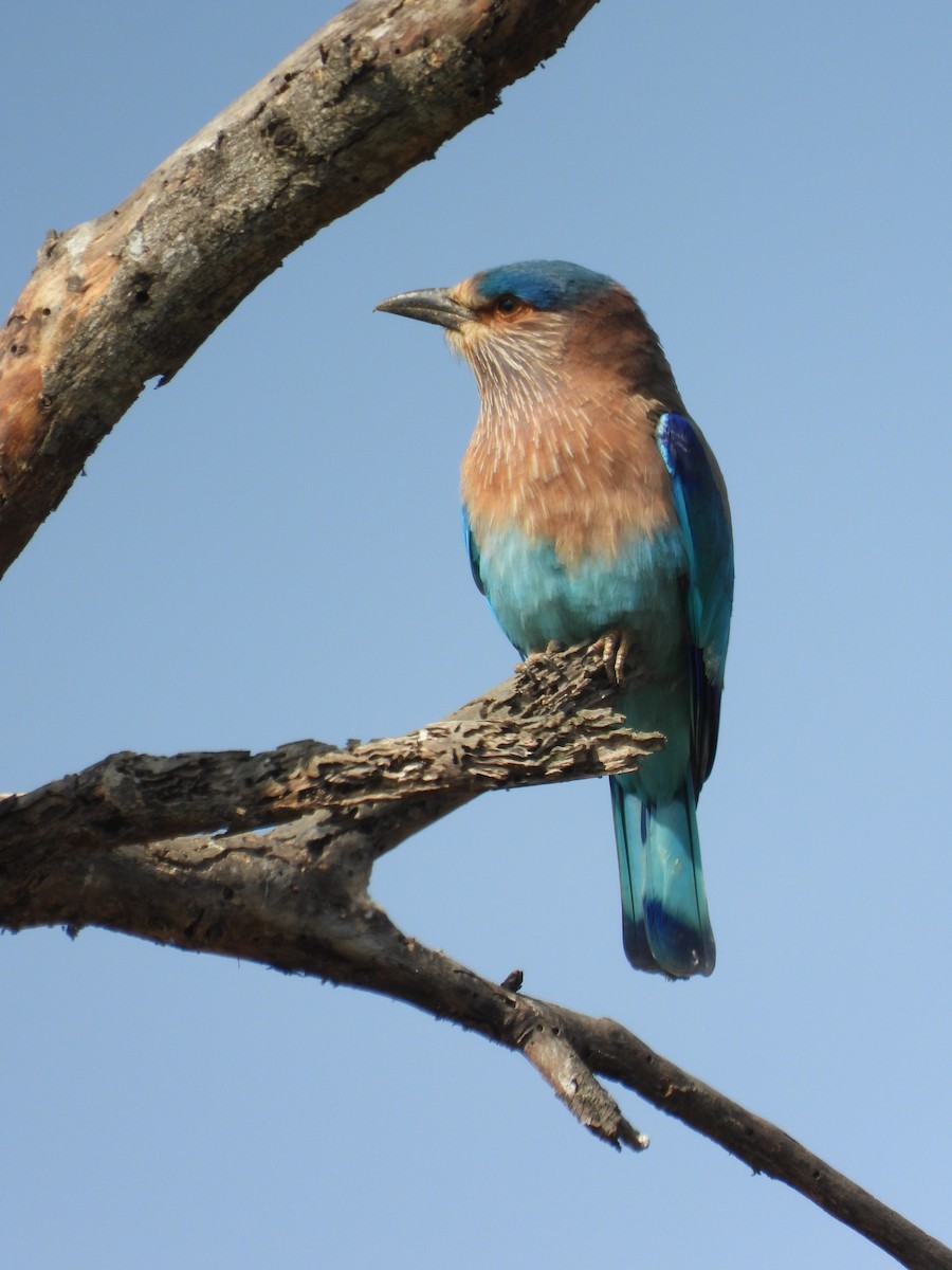 Indian Roller - ML646898083