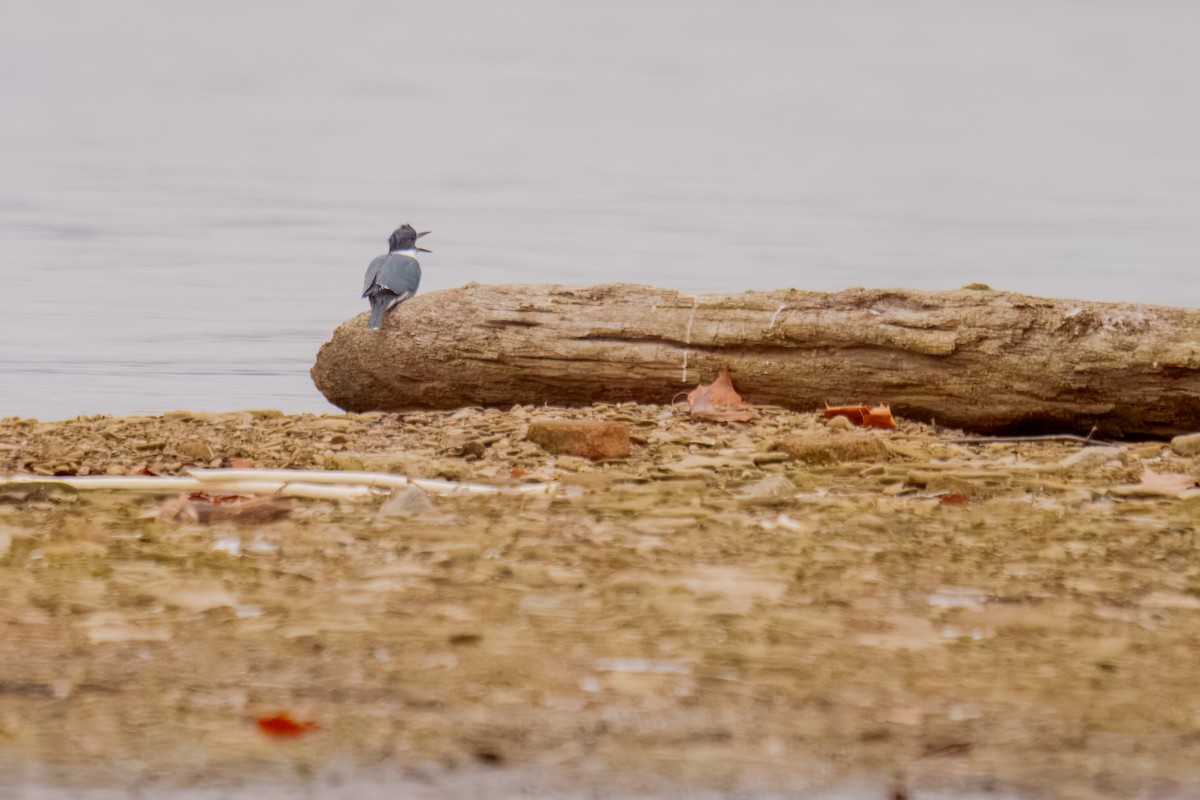Belted Kingfisher - ML646898084