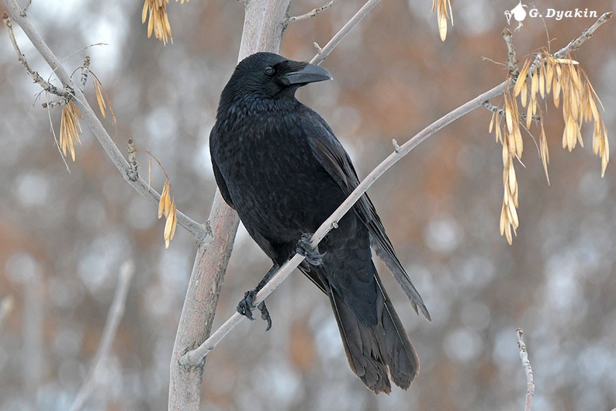 Carrion Crow - ML646898088