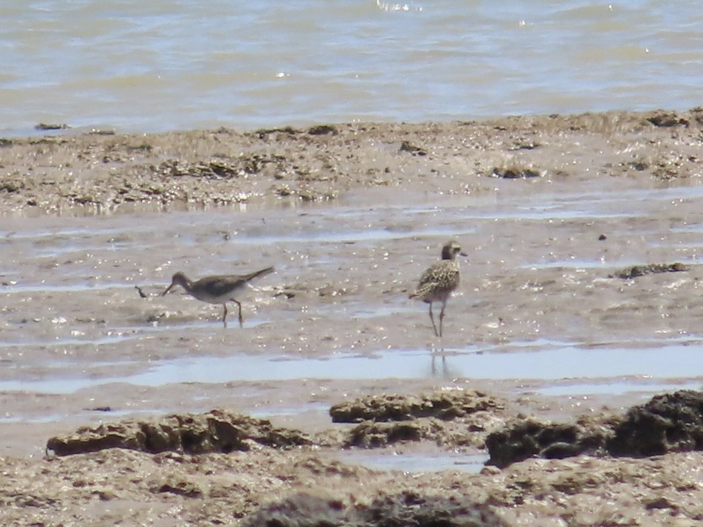 Pacific Golden-Plover - ML646898093