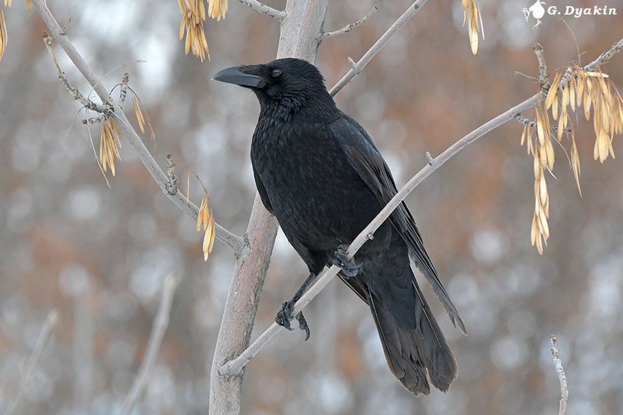 Carrion Crow - ML646898095
