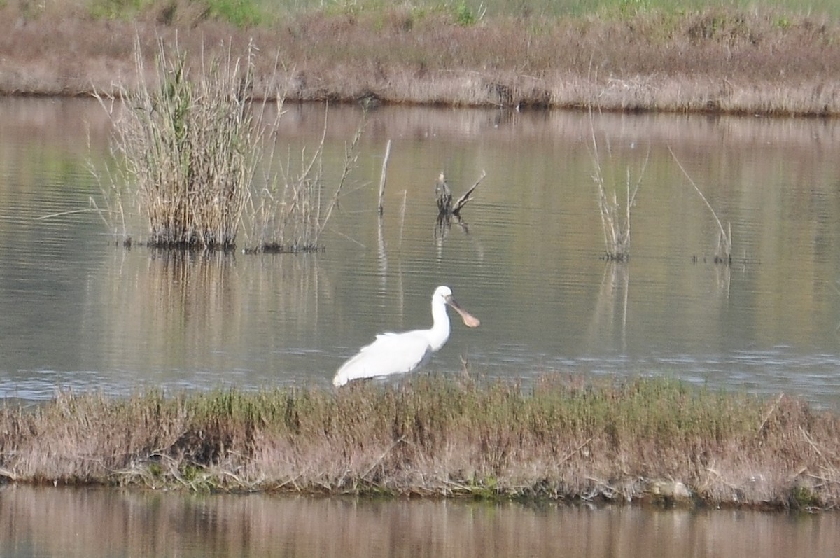 Eurasian Spoonbill - ML646898096