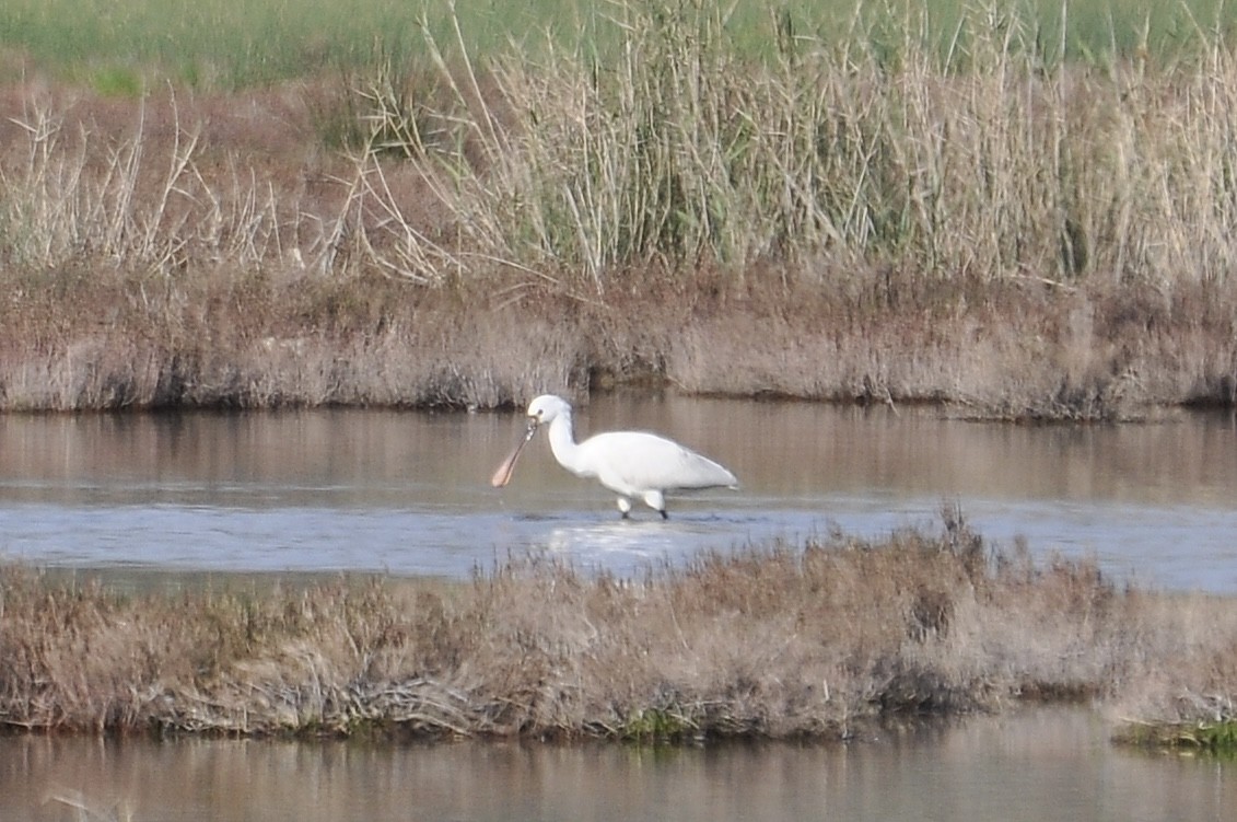 Eurasian Spoonbill - ML646898097
