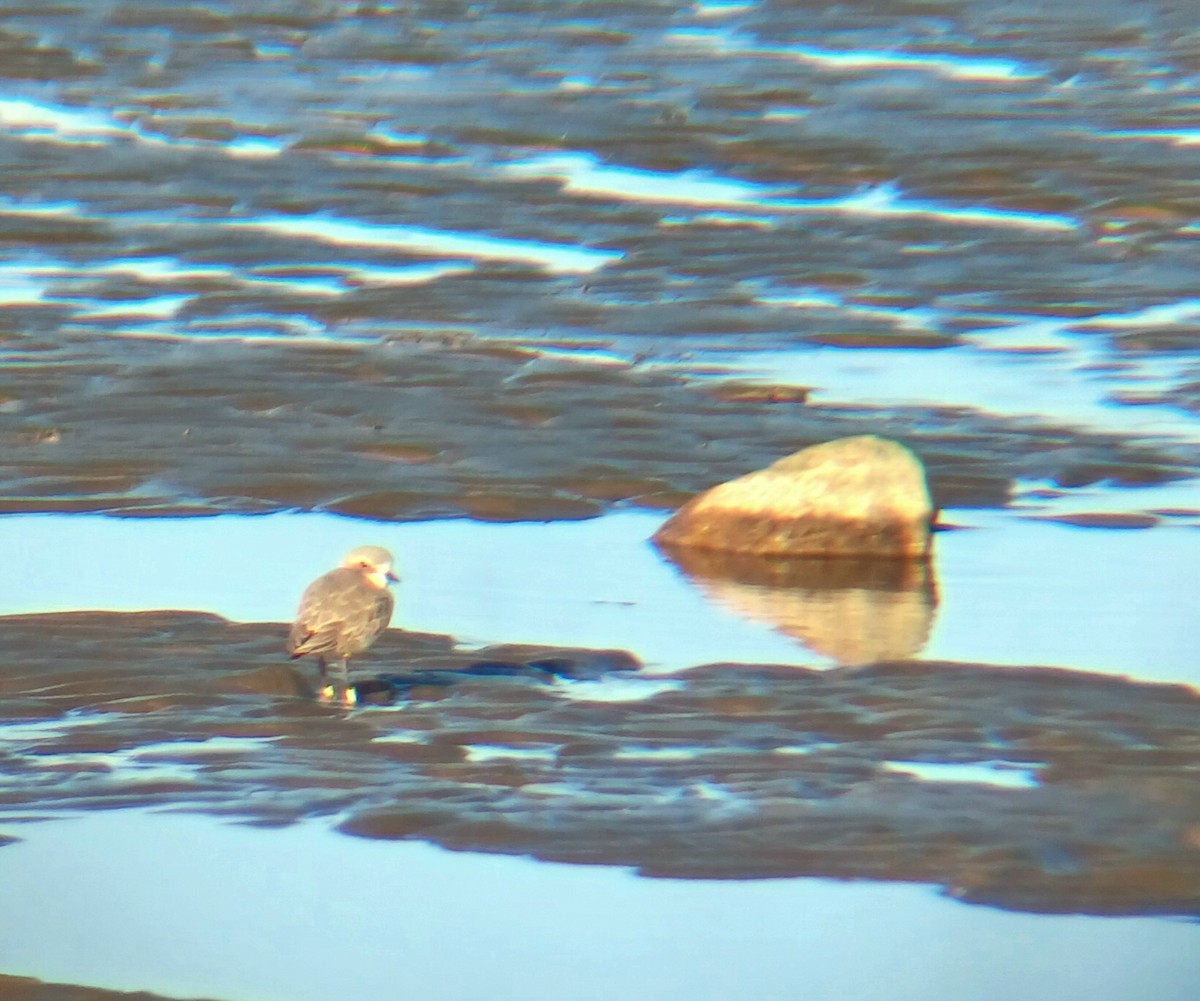 Kentish Plover - ML646898098