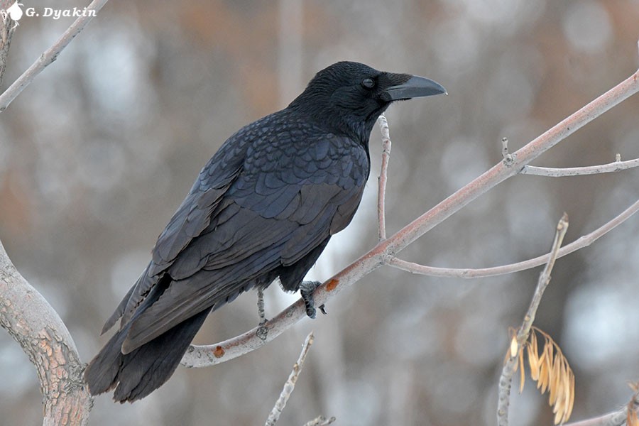 Carrion Crow - ML646898099